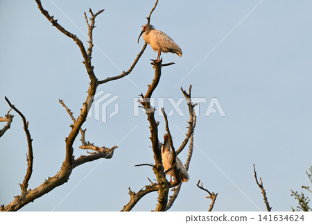 A flock of crested ibises perched on a bare tree on Sado Island in spring. 141634624