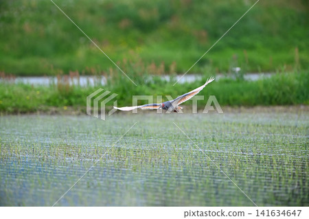 A crested ibis takes flight from a rice paddy on Sado Island in spring. A crested ibis takes flight from a rice paddy on Sado Island in spring. 141634647