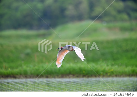 A crested ibis takes flight from a rice paddy on Sado Island in spring. A crested ibis takes flight from a rice paddy on Sado Island in spring. 141634649