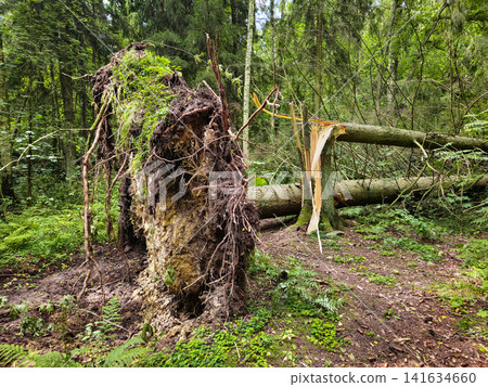 Uprooted trees in a lush green forest after a severe storm or hurricane. Uprooted trees in a lush green forest after a severe storm or hurricane. 141634660