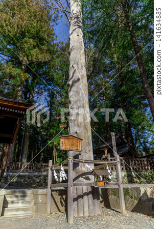 諏訪大神社、下社秋宮、聖樹 141634885
