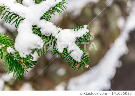 Pine needles covered in snow Pine needles covered in snow 141635083