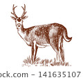 Red deer fully hand drawn animal drawing. Traditional engraving  141635107