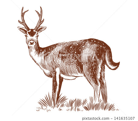 Red deer fully hand drawn animal drawing. Traditional engraving Red deer fully hand drawn animal drawing. Traditional engraving 141635107