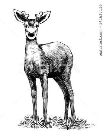Red deer fully hand drawn animal drawing. Traditional engraving Red deer fully hand drawn animal drawing. Traditional engraving 141635110