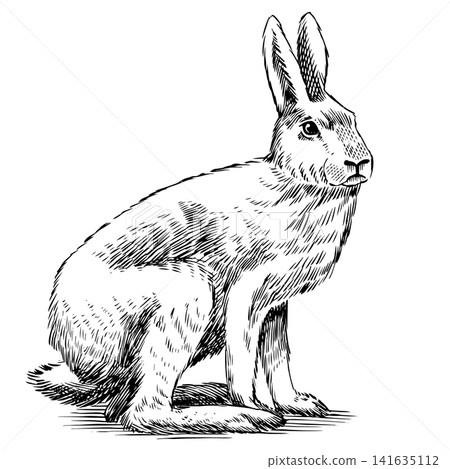 White winter rabbit hand drawn engraving. Traditional drawing White winter rabbit hand drawn engraving. Traditional drawing 141635112