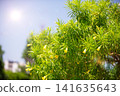 Bright yellow flowers bloom on lush green shrub in sunny garden during a warm afternoon 141635643
