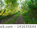 A forest trail surrounded by tall trees and thick vegetation invites walkers to explore 141635644