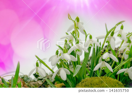 Snowdrops growing through snow. Spring background with blooming snowdrops symbolizing the arrival of spring. Snowdrops growing through snow. Spring background with blooming snowdrops symbolizing the arrival of spring. 141635750