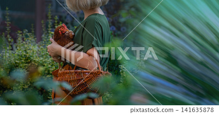 Fresh eggs rest in woven basket while female farmer holds red hen after collection from nest. Natural poultry farming and daily egg harvest highlight sustainable agriculture and fresh food production. Fresh eggs rest in woven basket while female farmer holds red hen after collection from nest. Natural poultry farming and daily egg harvest highlight sustainable agriculture and fresh food production. 141635878