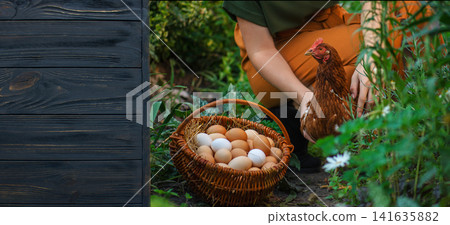 Fresh eggs rest in woven basket while female farmer holds red hen after collection from nest. Natural poultry farming and daily egg harvest highlight sustainable agriculture and fresh food production. Fresh eggs rest in woven basket while female farmer holds red hen after collection from nest. Natural poultry farming and daily egg harvest highlight sustainable agriculture and fresh food production. 141635882
