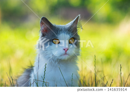 Cat to explore spaces outdoors.Cat walking freely outside on private territory in the village 141635914
