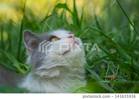 Cat to explore spaces outdoors.Cat walking freely outside on private territory in the village Cat to explore spaces outdoors.Cat walking freely outside on private territory in the village 141635916