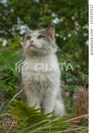 Cat to explore spaces outdoors.Cat walking freely outside on private territory in the village Cat to explore spaces outdoors.Cat walking freely outside on private territory in the village 141635917