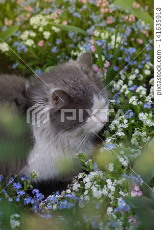 Cat to explore spaces outdoors.Cat walking freely outside on private territory in the village Cat to explore spaces outdoors.Cat walking freely outside on private territory in the village 141635918