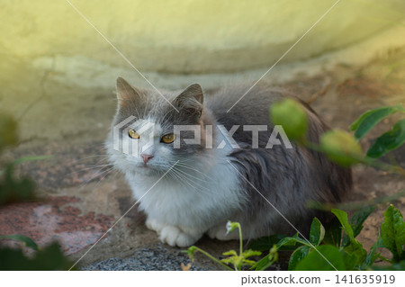Cat to explore spaces outdoors.Cat walking freely outside on private territory in the village Cat to explore spaces outdoors.Cat walking freely outside on private territory in the village 141635919