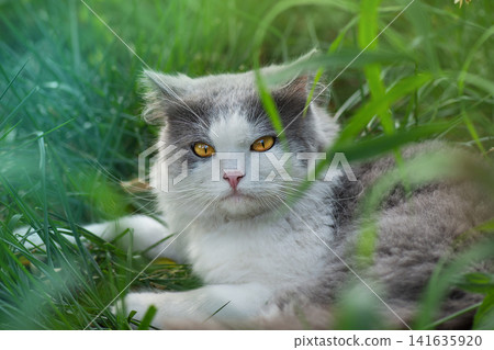 Cat to explore spaces outdoors.Cat walking freely outside on private territory in the village Cat to explore spaces outdoors.Cat walking freely outside on private territory in the village 141635920
