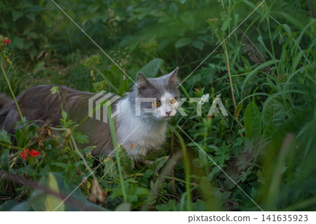 Cat to explore spaces outdoors.Cat walking freely outside on private territory in the village Cat to explore spaces outdoors.Cat walking freely outside on private territory in the village 141635923