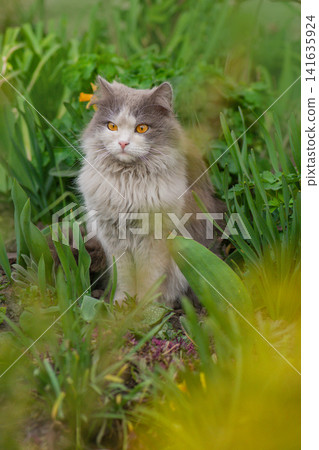 Cat to explore spaces outdoors.Cat walking freely outside on private territory in the village Cat to explore spaces outdoors.Cat walking freely outside on private territory in the village 141635924