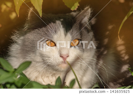 Cat to explore spaces outdoors.Cat walking freely outside on private territory in the village Cat to explore spaces outdoors.Cat walking freely outside on private territory in the village 141635925