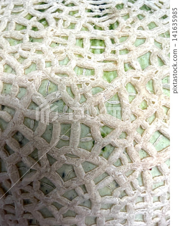 Close-up of the netting pattern on a melon Close-up of the netting pattern on a melon 141635985