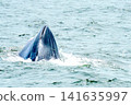 Bryde whale head emerging vertically from the ocean surface. Majestic marine mammal surfacing in the sea with water splashes. Professional wildlife photography of whale watching at sea. 141635997