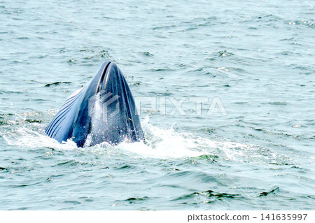 Bryde whale head emerging vertically from the ocean surface. Majestic marine mammal surfacing in the sea with water splashes. Professional wildlife photography of whale watching at sea. Bryde whale head emerging vertically from the ocean surface. Majestic marine mammal surfacing in the sea with water splashes. Professional wildlife photography of whale watching at sea. 141635997