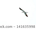 A single common tern bird flying through a bright white sky. The bird has its wings spread wide in a soaring motion. Minimalist wildlife photography with copy space for text. High key image. 141635998