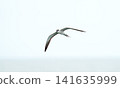 Graceful bridled tern seabird soaring in mid-air against a bright, minimalist white sky. High key nature photography capturing the bird with outstretched wings and forked tail in flight. 141635999