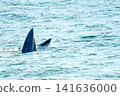 A Bryde whale emerges from the sea with its mouth open wide for lunge feeding. The majestic marine mammal is captured in the ocean waves. Wildlife and nature photography of whale watching. 141636000
