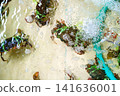 Live crabs tied with green rubber bands in a shallow water tank with air bubbles. Top view of fresh seafood in a wet market or restaurant aquarium. Raw shellfish and aquatic life concept. 141636001