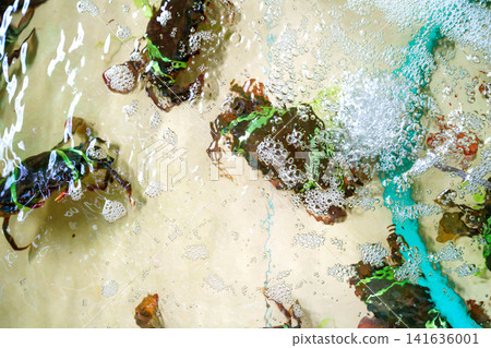 Live crabs tied with green rubber bands in a shallow water tank with air bubbles. Top view of fresh seafood in a wet market or restaurant aquarium. Raw shellfish and aquatic life concept. Live crabs tied with green rubber bands in a shallow water tank with air bubbles. Top view of fresh seafood in a wet market or restaurant aquarium. Raw shellfish and aquatic life concept. 141636001