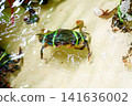 Live mud crab with claws tied by green string submerged in shallow water tank. Fresh seafood at a local market or restaurant, ready for preparation. High angle view of aquatic crustacean. 141636002