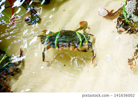 Live mud crab with claws tied by green string submerged in shallow water tank. Fresh seafood at a local market or restaurant, ready for preparation. High angle view of aquatic crustacean. Live mud crab with claws tied by green string submerged in shallow water tank. Fresh seafood at a local market or restaurant, ready for preparation. High angle view of aquatic crustacean. 141636002
