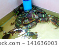 Live mud crabs tied with green plastic ribbons in a shallow water tank at a fresh seafood market. Crabs for sale in a restaurant container with water circulation and bubbles. High angle view. 141636003