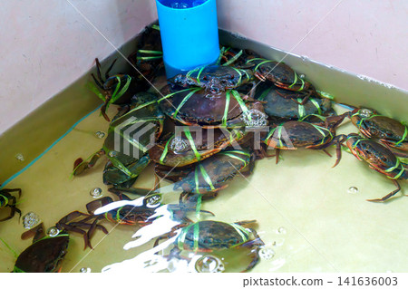 Live mud crabs tied with green plastic ribbons in a shallow water tank at a fresh seafood market. Crabs for sale in a restaurant container with water circulation and bubbles. High angle view. Live mud crabs tied with green plastic ribbons in a shallow water tank at a fresh seafood market. Crabs for sale in a restaurant container with water circulation and bubbles. High angle view. 141636003