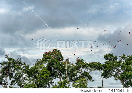 Scarlet ibis flying back home to their sleeping place, Revoada dos guaras on the Delta of the Parnaiba River in Brazil Scarlet ibis flying back home to their sleeping place, Revoada dos guaras on the Delta of the Parnaiba River in Brazil 141636146
