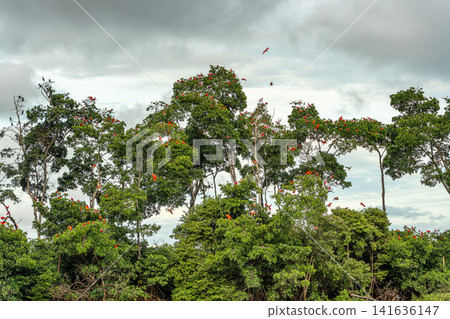 Scarlet ibis flying back home to their sleeping place, Revoada dos guaras on the Delta of the Parnaiba River in Brazil Scarlet ibis flying back home to their sleeping place, Revoada dos guaras on the Delta of the Parnaiba River in Brazil 141636147