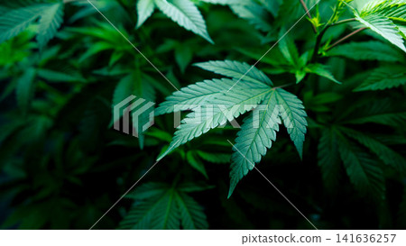 Fresh green Cannabis Sativa or Cannabis Indica green hemp plant leaf for advertising banner background Fresh green Cannabis Sativa or Cannabis Indica green hemp plant leaf for advertising banner background 141636257