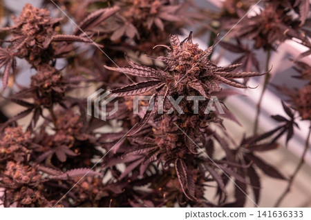 Red Family Fresh Hemp Cannabis plant growing indoor. Red Family Fresh Hemp Cannabis plant growing indoor. 141636333