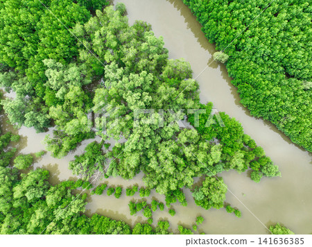 Aerial view green mangrove forest. Natural carbon sinks. Mangroves trees capture CO2. Blue carbon ecosystems. Mangroves absorb carbon dioxide emissions and mitigating global warming. Green ecosystem. 141636385