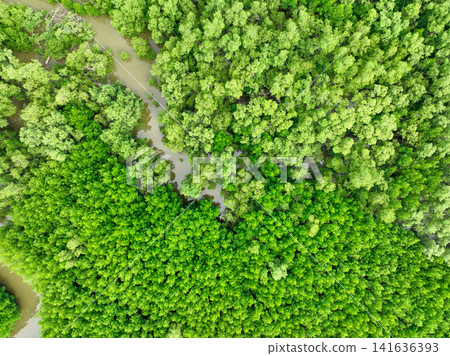 Aerial view green mangrove forest. Natural carbon sinks. Mangroves trees capture CO2. Blue carbon ecosystems. Mangroves absorb carbon dioxide emissions and mitigating global warming. Green ecosystem. 141636393