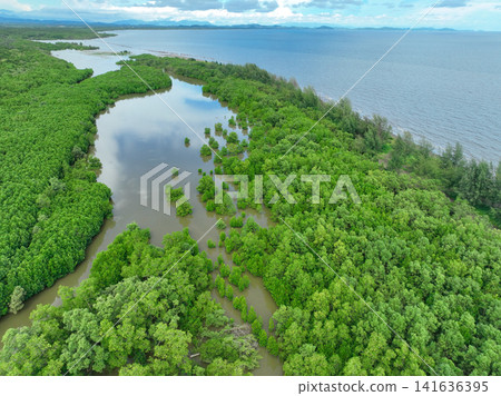 Aerial view green mangrove forest. Natural carbon sinks. Mangroves trees capture CO2. Blue carbon ecosystems. Mangroves absorb carbon dioxide emissions and mitigating global warming. Green ecosystem. 141636395