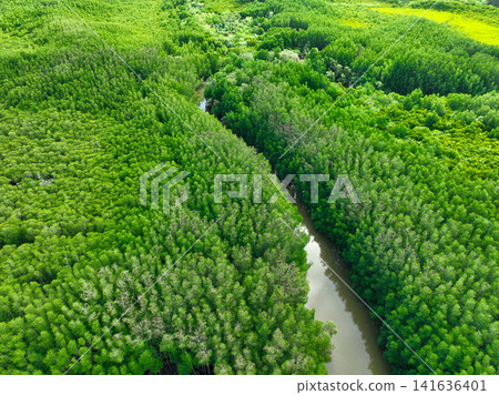 Lush green mangrove forest. Carbon sequestration and blue carbon ecosystem services. Critical for mitigating climate change impacts, habitat protection for marine species, and coastal defense efforts. Lush green mangrove forest. Carbon sequestration and blue carbon ecosystem services. Critical for mitigating climate change impacts, habitat protection for marine species, and coastal defense efforts. 141636401