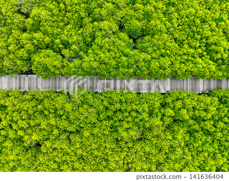 Aerial view lush green mangrove forest. Wooden bridges for natural trails, highlighting ecotourism opportunities, carbon capture benefits, and vital role mangroves play in combating climate change. Aerial view lush green mangrove forest. Wooden bridges for natural trails, highlighting ecotourism opportunities, carbon capture benefits, and vital role mangroves play in combating climate change. 141636404