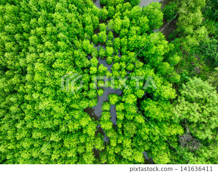 Aerial view green mangrove forest. Natural carbon sinks. Mangroves trees capture CO2. Blue carbon ecosystems. Mangroves absorb carbon dioxide emissions and mitigating global warming. Green ecosystem. Aerial view green mangrove forest. Natural carbon sinks. Mangroves trees capture CO2. Blue carbon ecosystems. Mangroves absorb carbon dioxide emissions and mitigating global warming. Green ecosystem. 141636411