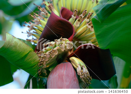 Banana blossom. Plant-based raw material for vegan fish and meat alternatives. Banana heart. Purple-skinned banana flower. Sustainable source for plant-based meat alternatives in vegan cuisine. Banana blossom. Plant-based raw material for vegan fish and meat alternatives. Banana heart. Purple-skinned banana flower. Sustainable source for plant-based meat alternatives in vegan cuisine. 141636450