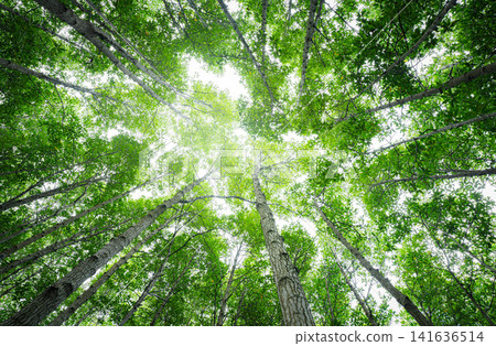 Bottom-up view green mangrove forest canopy. Natural carbon sink fight climate change. Sustainability in carbon-neutral ecosystems. Green and sustainable environment. Natural carbon capture solution. Bottom-up view green mangrove forest canopy. Natural carbon sink fight climate change. Sustainability in carbon-neutral ecosystems. Green and sustainable environment. Natural carbon capture solution. 141636514