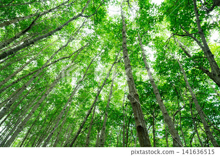 Bottom-up view green mangrove treetops. Natural carbon sink in fight against climate change and promoting sustainability in carbon-neutral ecosystems. Green and sustainable environment. Forest canopy. Bottom-up view green mangrove treetops. Natural carbon sink in fight against climate change and promoting sustainability in carbon-neutral ecosystems. Green and sustainable environment. Forest canopy. 141636515