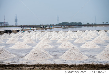 Sea salt farm in Thailand. Brine salt. Raw material of salt industrial. Sodium Chloride. Evaporation and crystallization of sea water. Worker working on a farm. Salt harvesting. Agriculture industry. 141636523